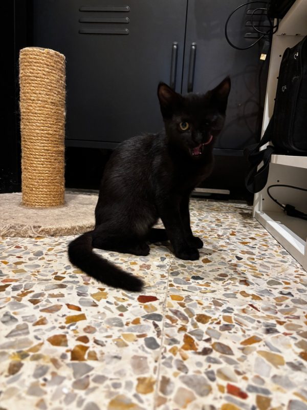 Brigitte - Chat Européen à adopter