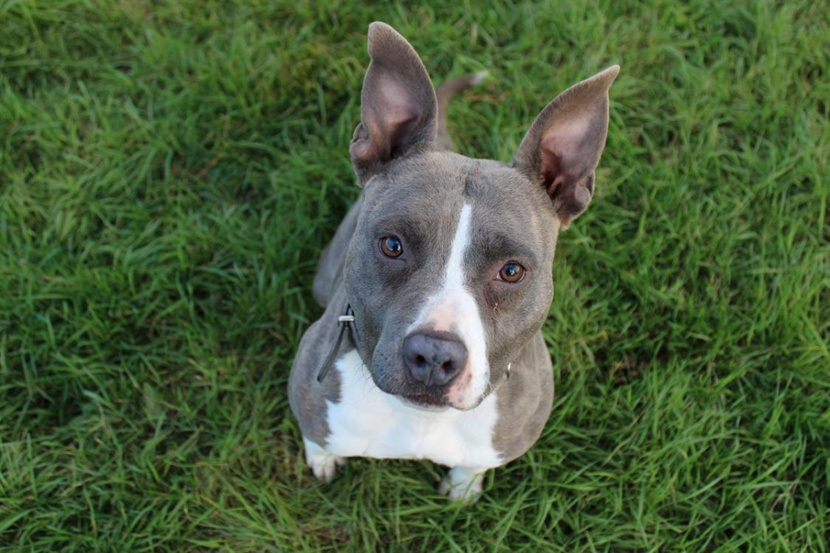 Blue - Chien à adopter - photo 3