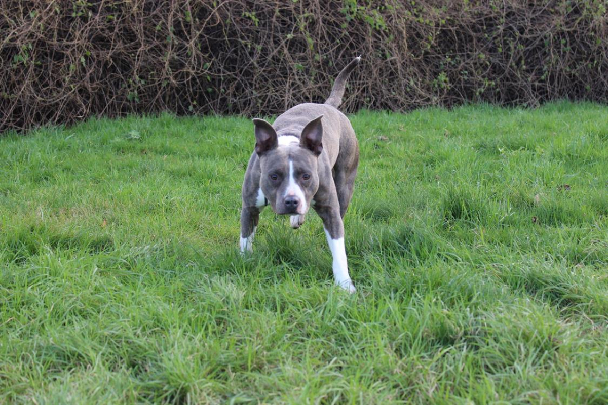 Blue - Chien à adopter - photo 7