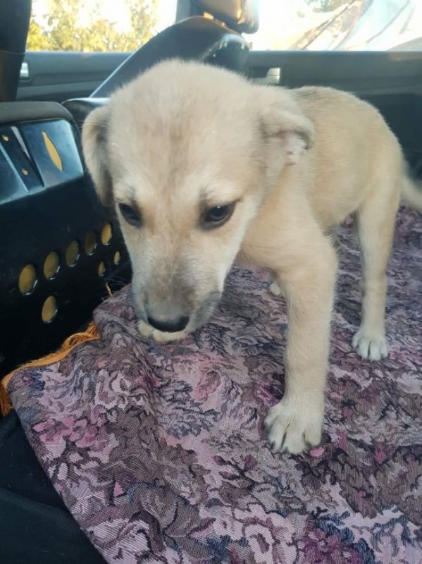 Vily - Chien à adopter - photo 3