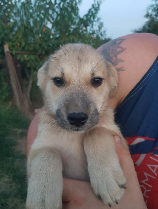 Vily - Chien à adopter