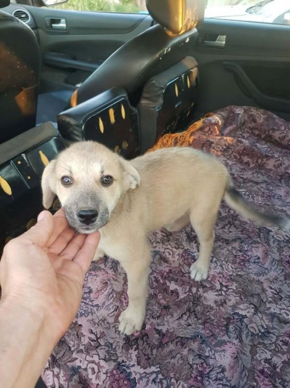 Vily - Chien à adopter - photo 2