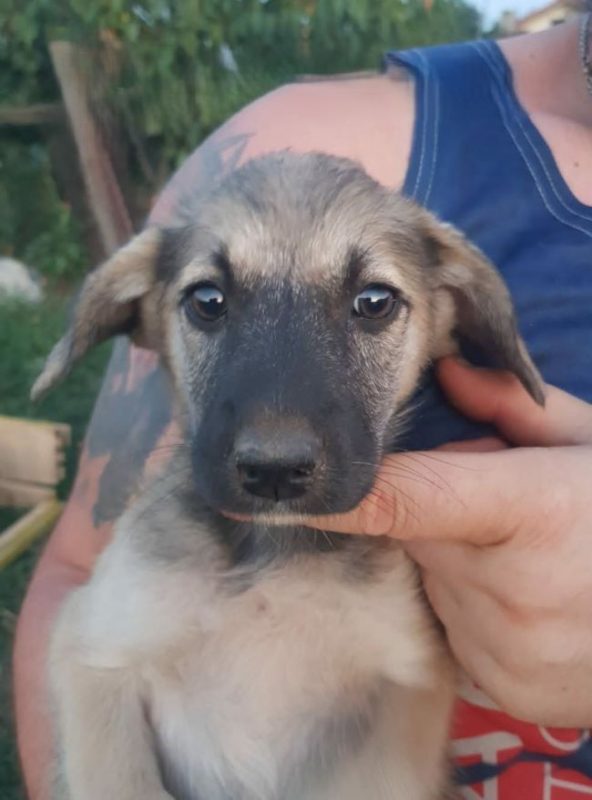 Volga - Chien à adopter - photo 3