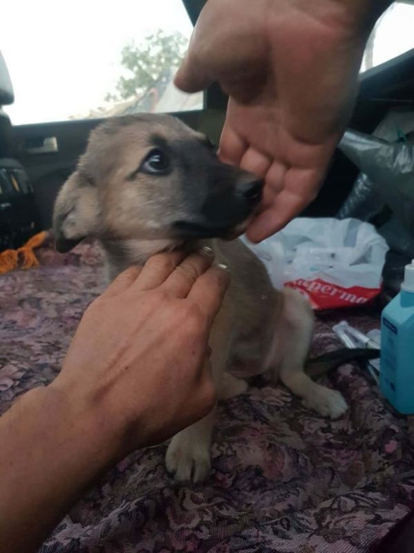 Volga - Chien à adopter