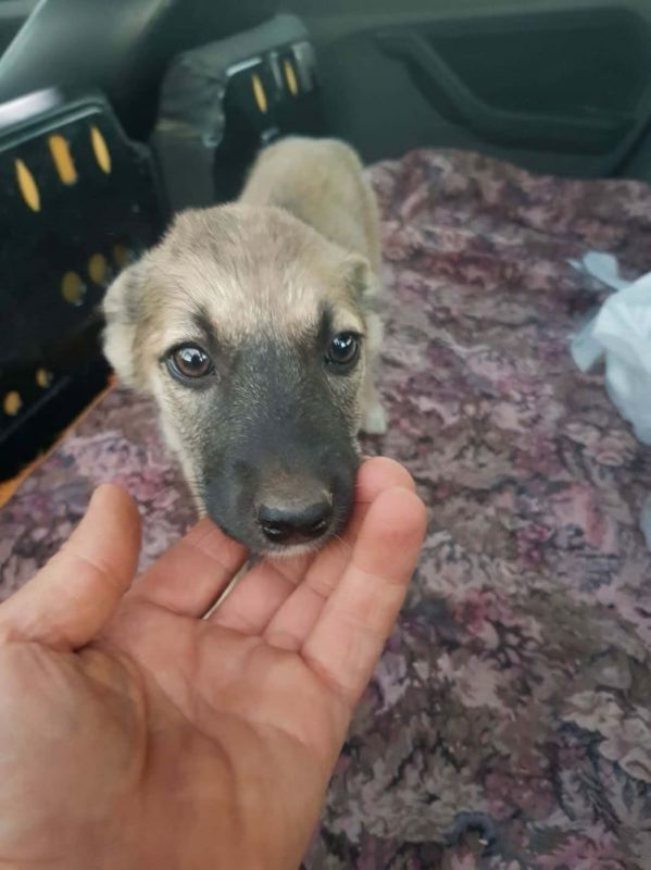 Volga - Chien à adopter - photo 2