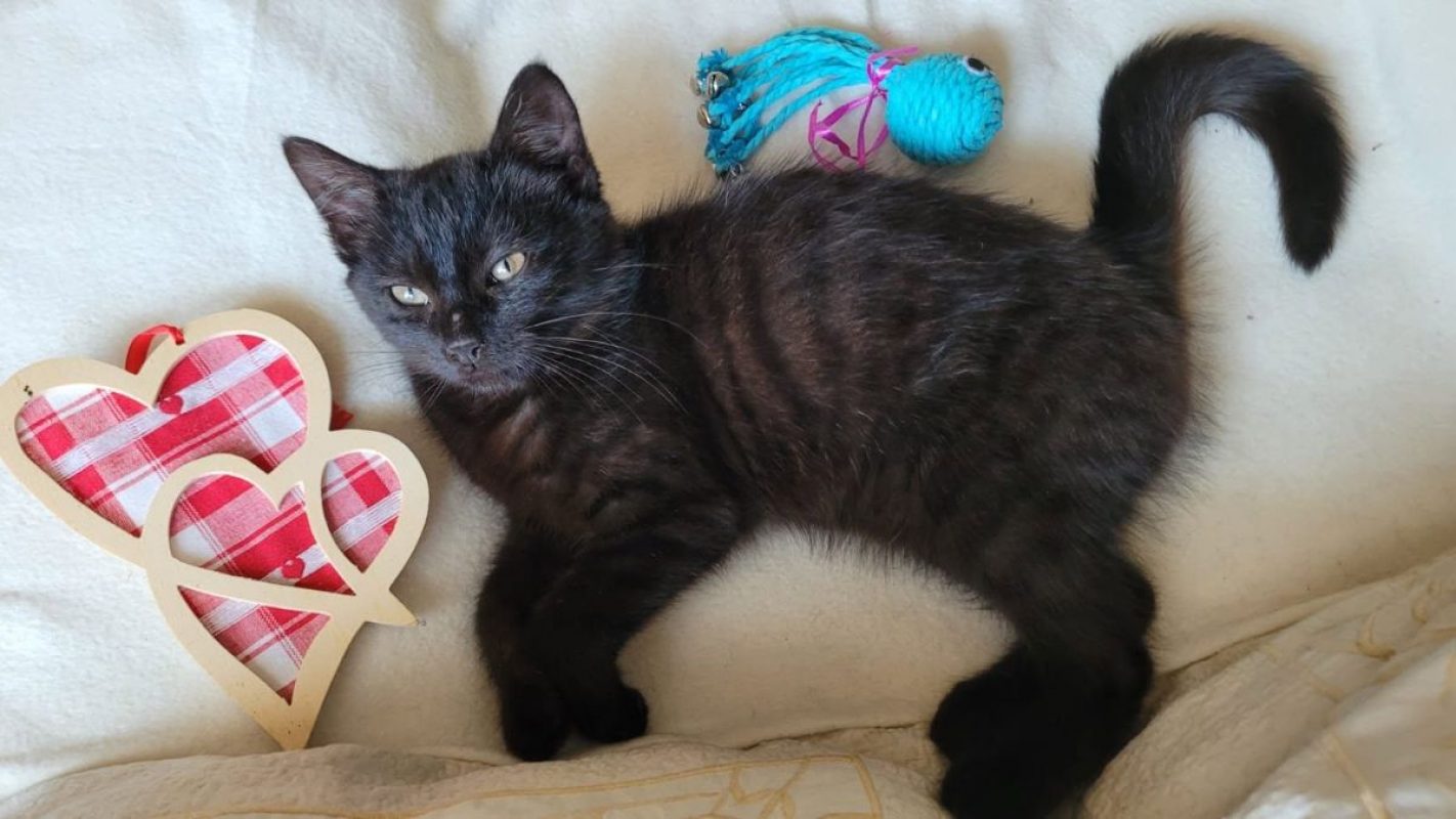 MIOU - Chat Européen à adopter - photo 2