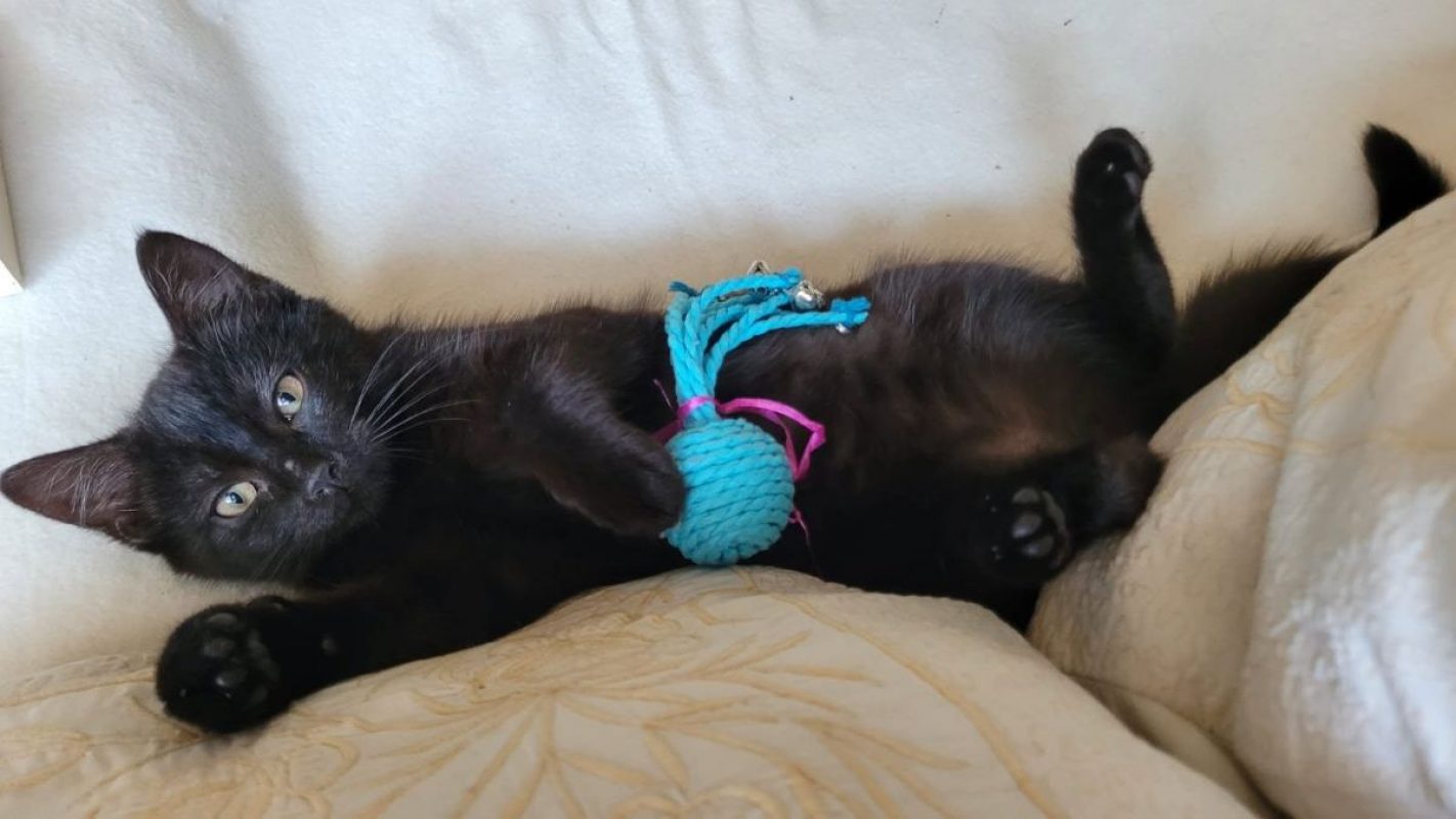 MIOU - Chat Européen à adopter