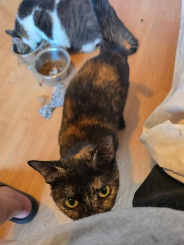 Trixie - Chat à adopter - photo 3