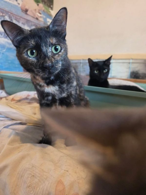 Trixie - Chat à adopter - photo 2