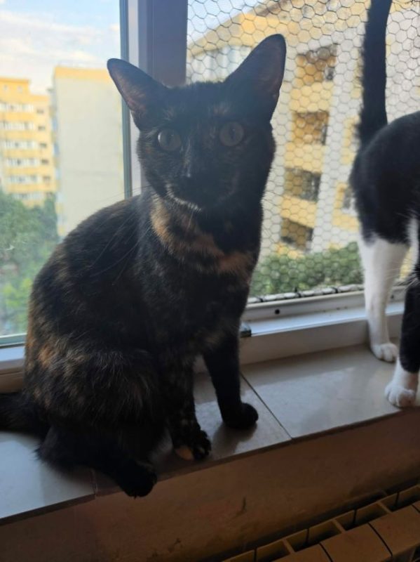 Trixie - Chat à adopter