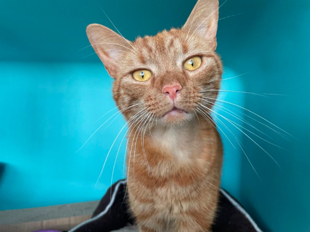 Cookie - Chat Européen à adopter