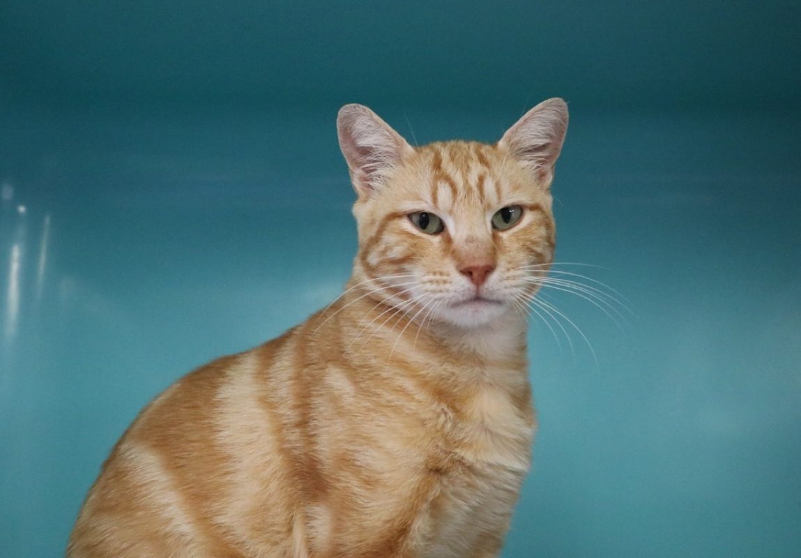 Pudding - Chat Européen à adopter