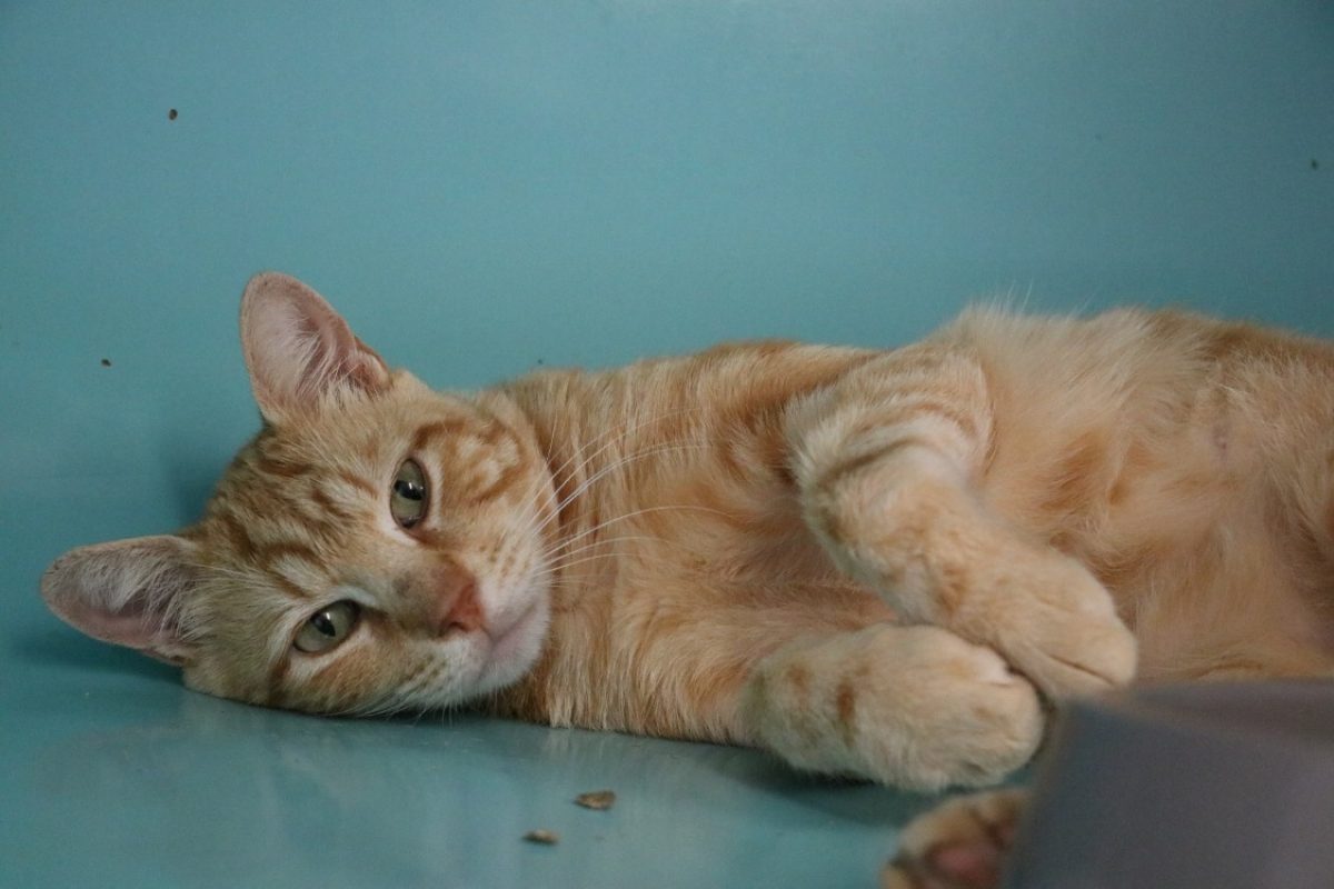 Pudding - Chat Européen à adopter - photo 2