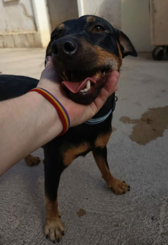 GALLETA - Chien à adopter - photo 4