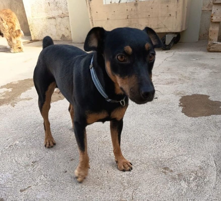 GALLETA - Chien à adopter - photo 3