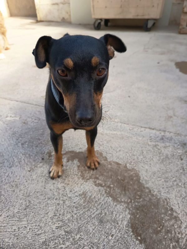 GALLETA - Chien à adopter - photo 2