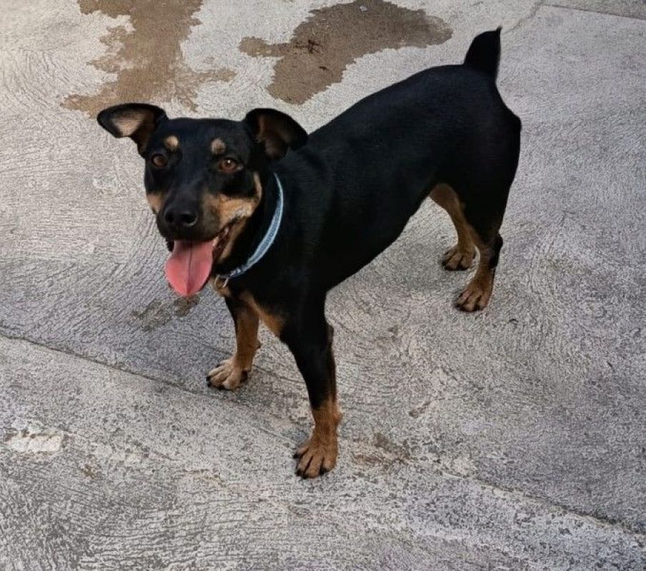 GALLETA - Chien à adopter