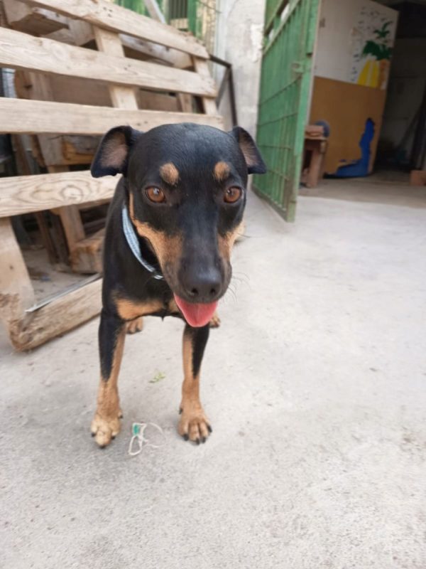 GALLETA - Chien à adopter - photo 6
