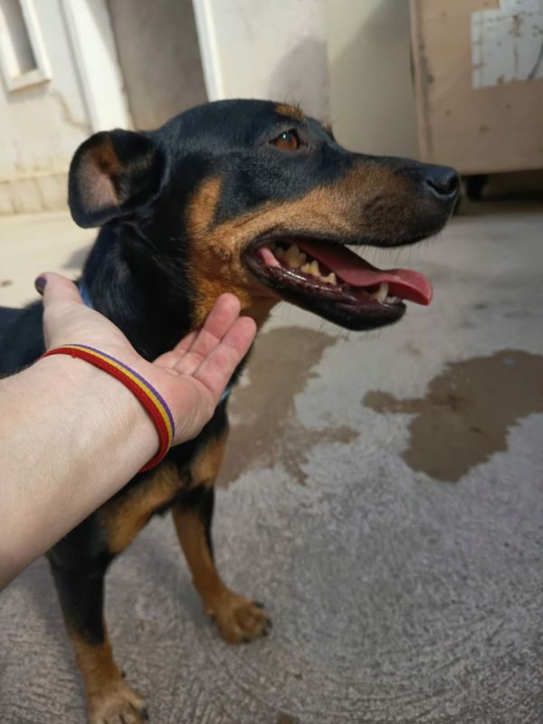 GALLETA - Chien à adopter - photo 5
