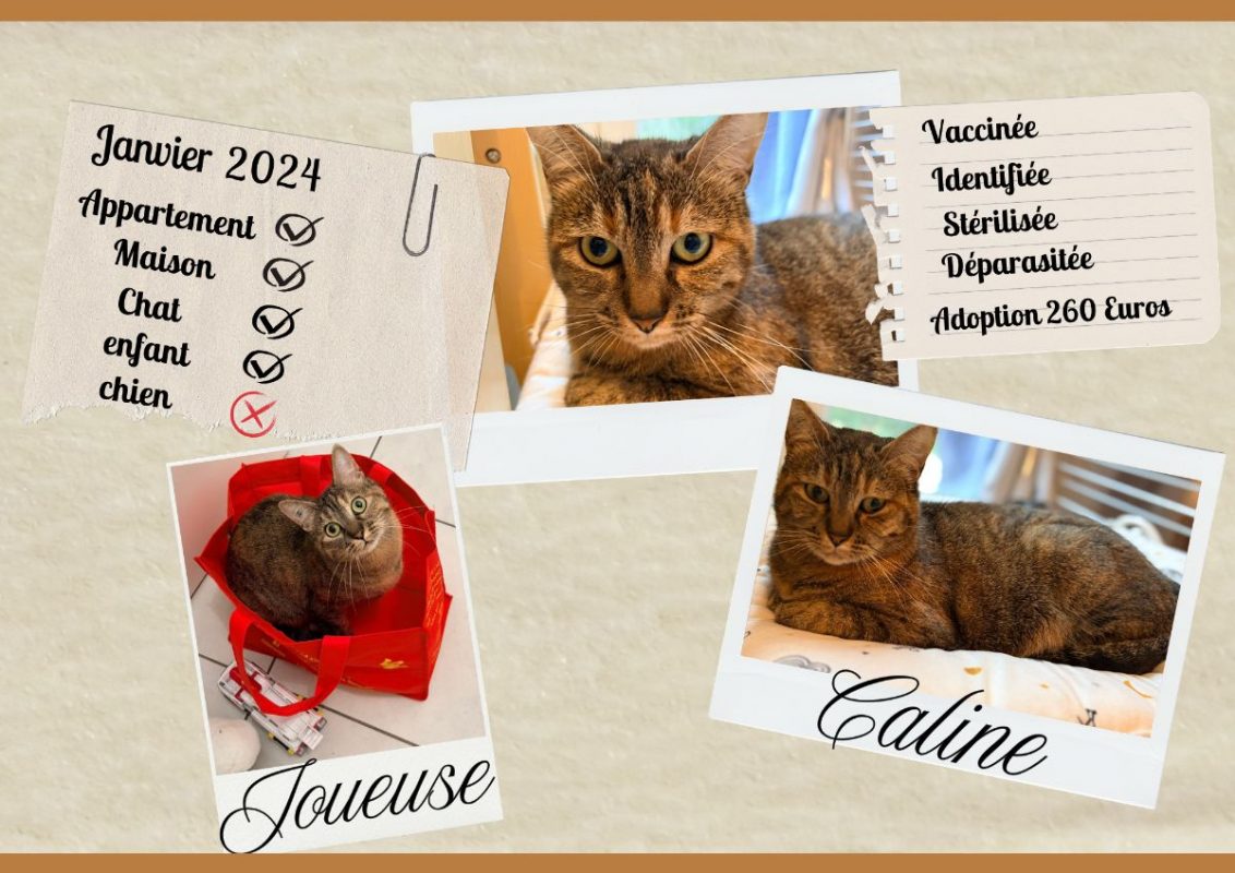 NIKITA - Chat Européen à adopter - photo 2