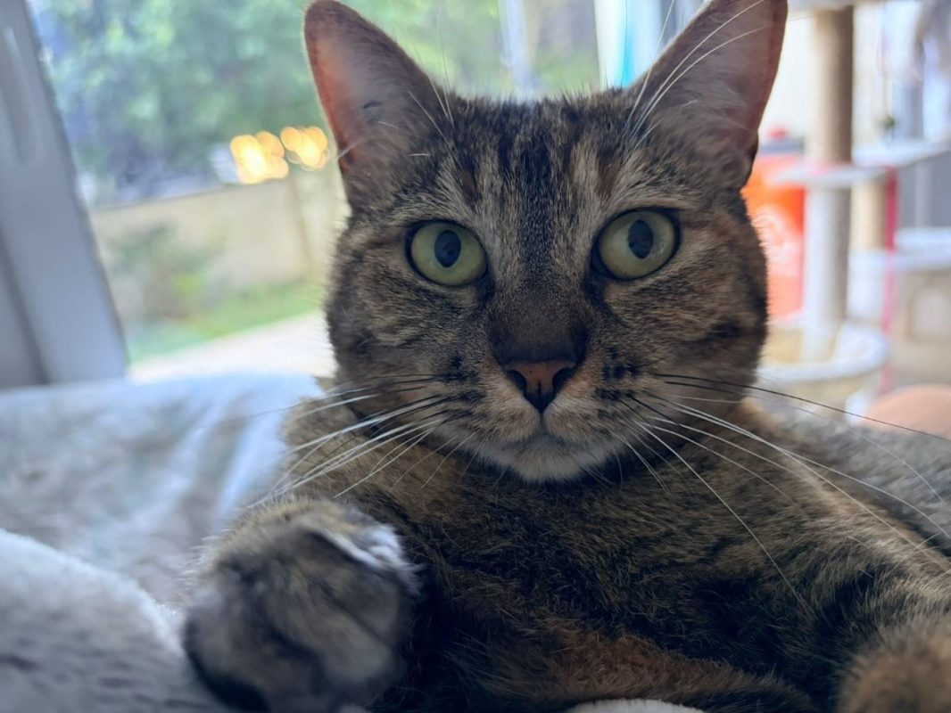 NIKITA - Chat Européen à adopter - photo 8