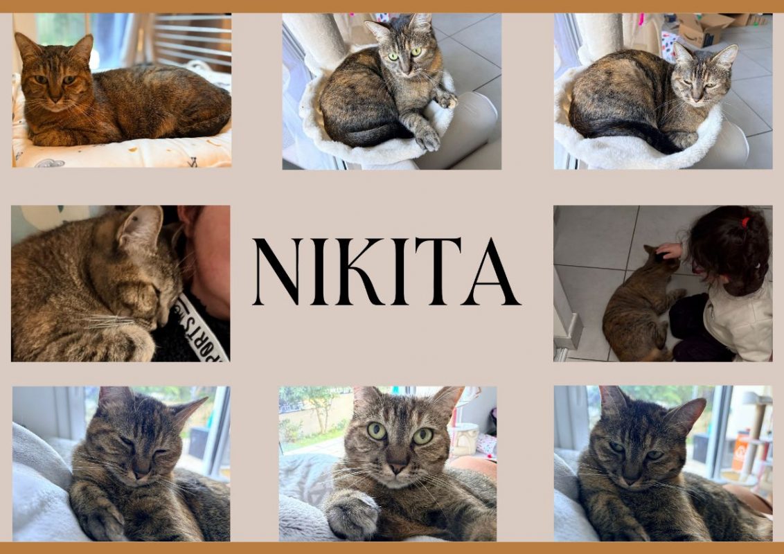 NIKITA - Chat Européen à adopter