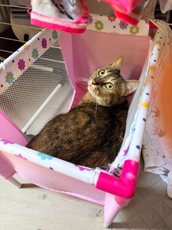 NIKITA - Chat Européen à adopter - photo 6