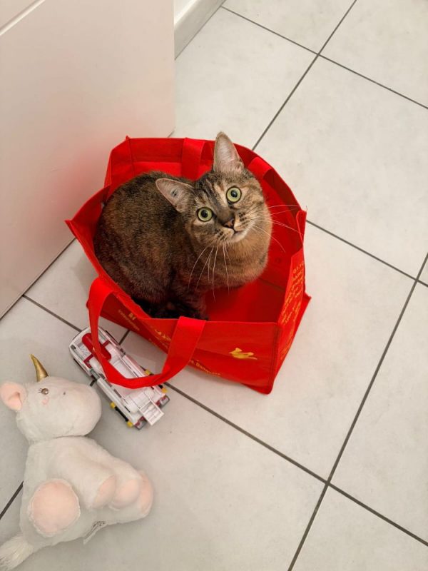 NIKITA - Chat Européen à adopter - photo 7