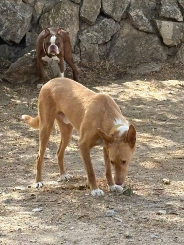BERTO - Chien Podenco Ibicenco à adopter - photo 4