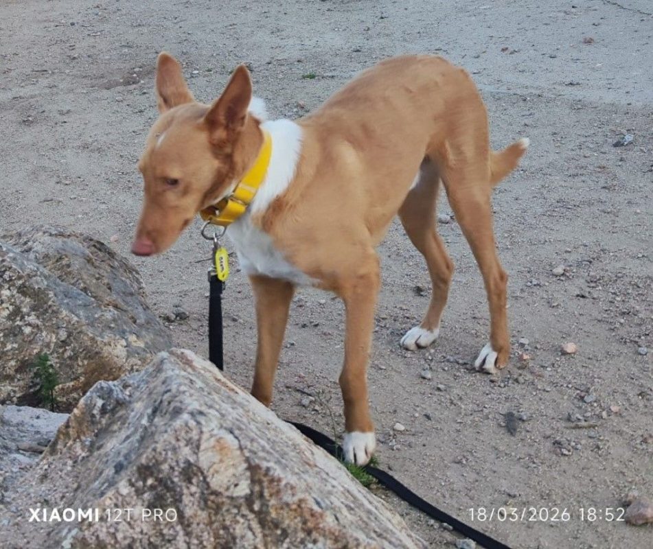 BERTO - Chien Podenco Ibicenco à adopter - photo 5