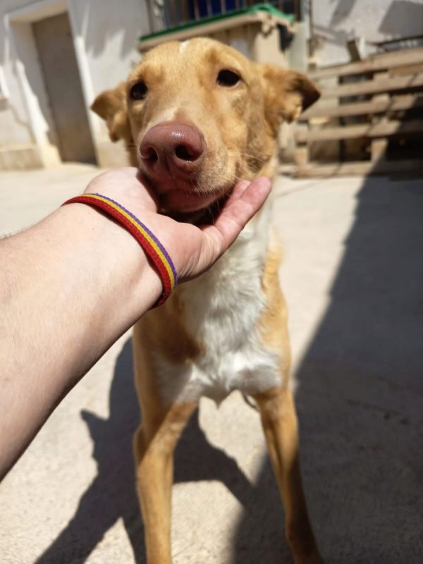 BERTO - Chien Podenco Ibicenco à adopter