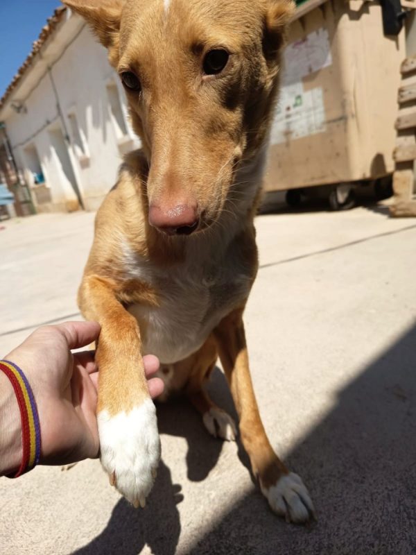 BERTO - Chien Podenco Ibicenco à adopter - photo 8