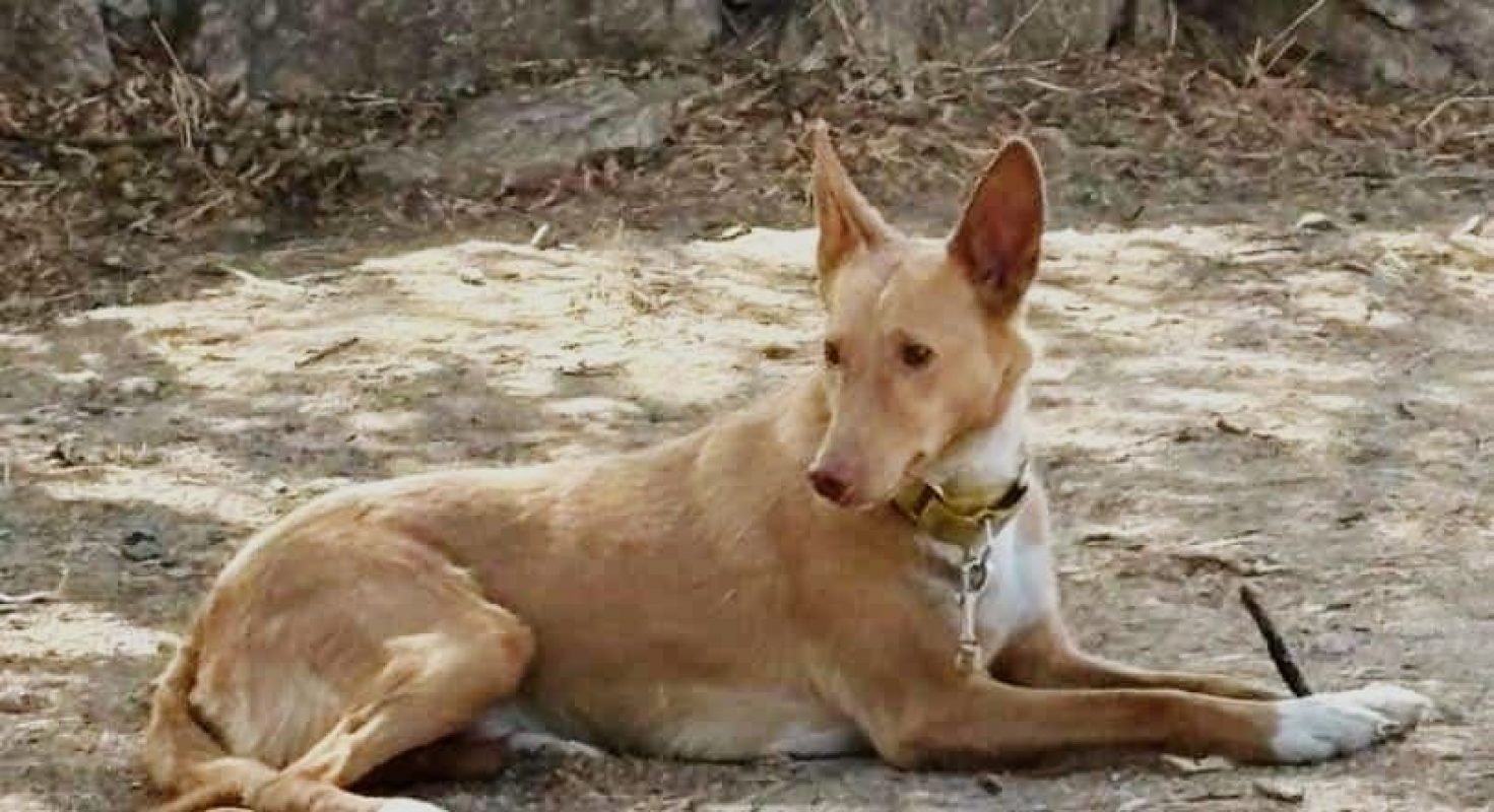 BERTO - Chien Podenco Ibicenco à adopter - photo 2