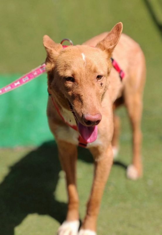 BERTO - Chien Podenco Ibicenco à adopter - photo 3