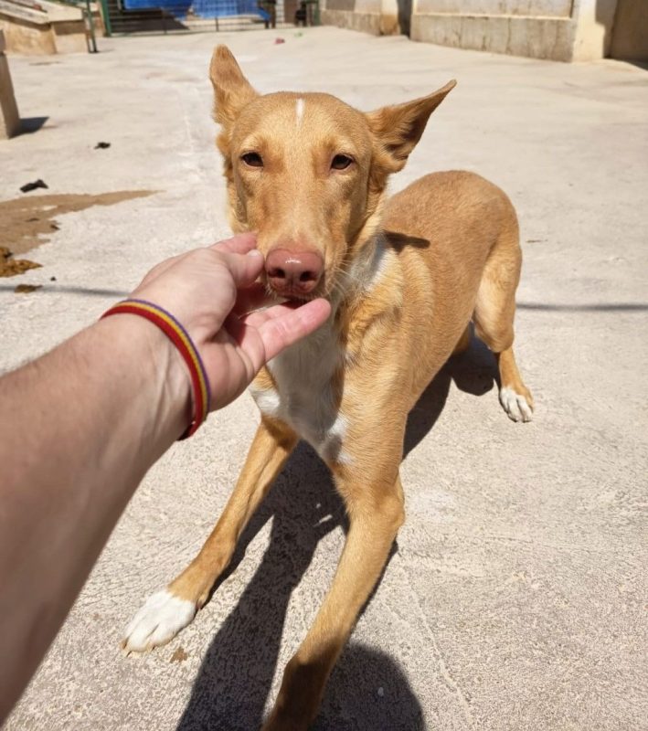 BERTO - Chien Podenco Ibicenco à adopter - photo 7
