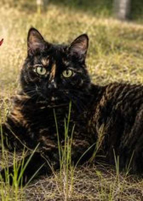 Ondine - Chat à adopter - photo 3