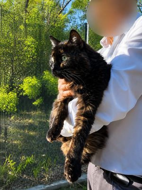 Ondine - Chat à adopter - photo 2