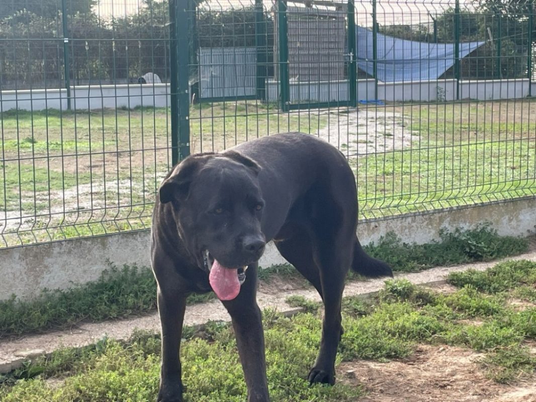 Nestor - Chien Cane Corso à adopter