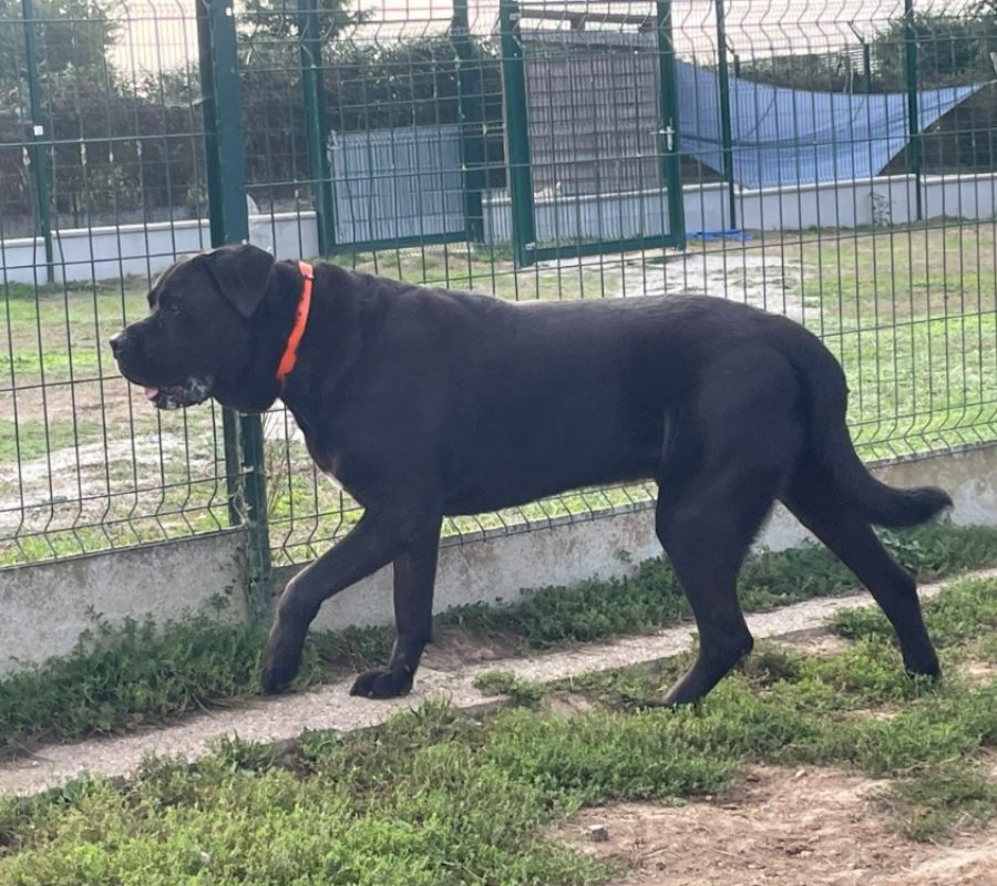 Nestor - Chien Cane Corso à adopter - photo 2