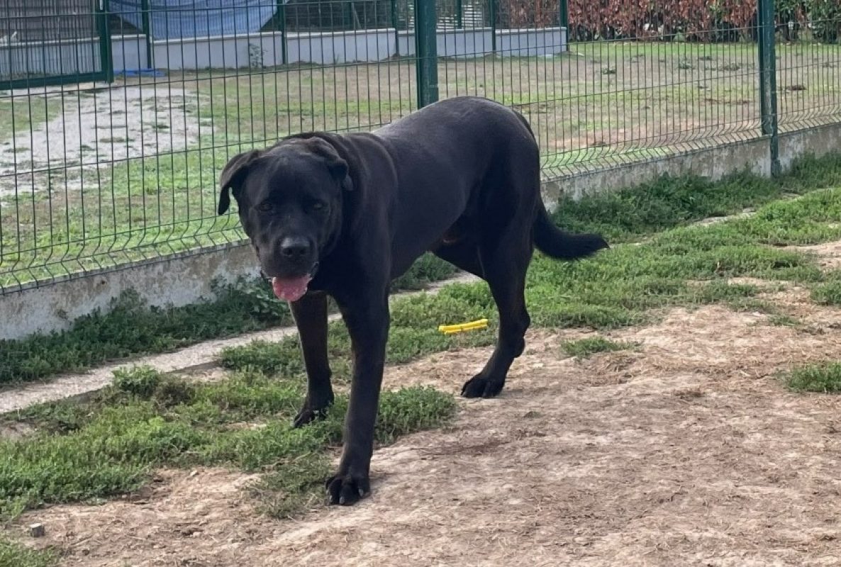 Nestor - Chien Cane Corso à adopter - photo 3
