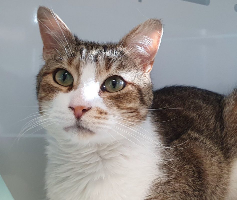 Muezza - Chat Européen à adopter