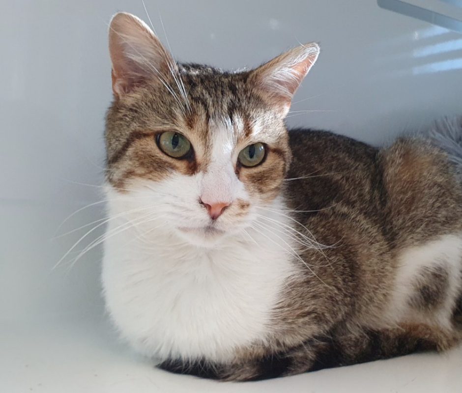 Muezza - Chat Européen à adopter - photo 2
