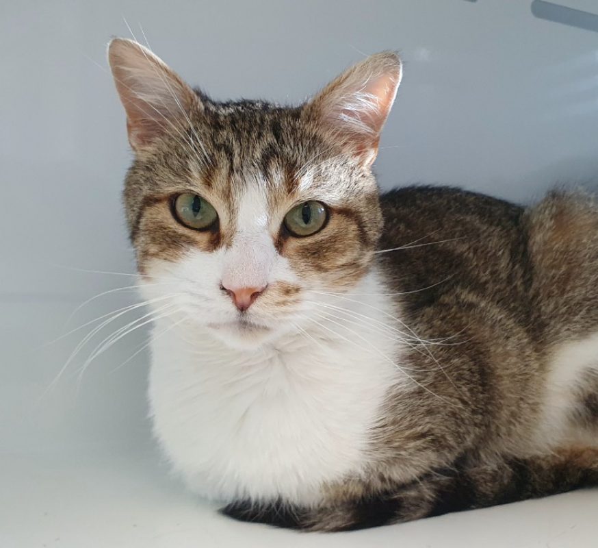 Muezza - Chat Européen à adopter - photo 3