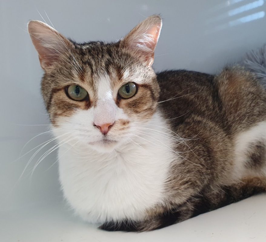 Muezza - Chat Européen à adopter - photo 4