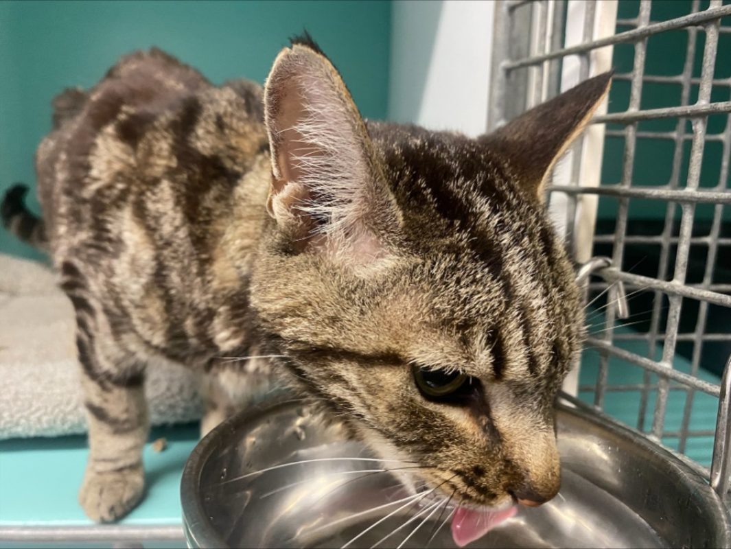 Orka - Chat Européen à adopter