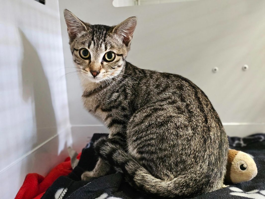 Simon - Chat Européen à adopter
