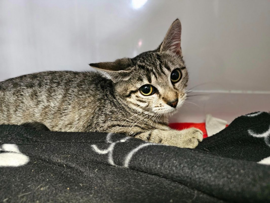 Touquette - Chat Européen à adopter