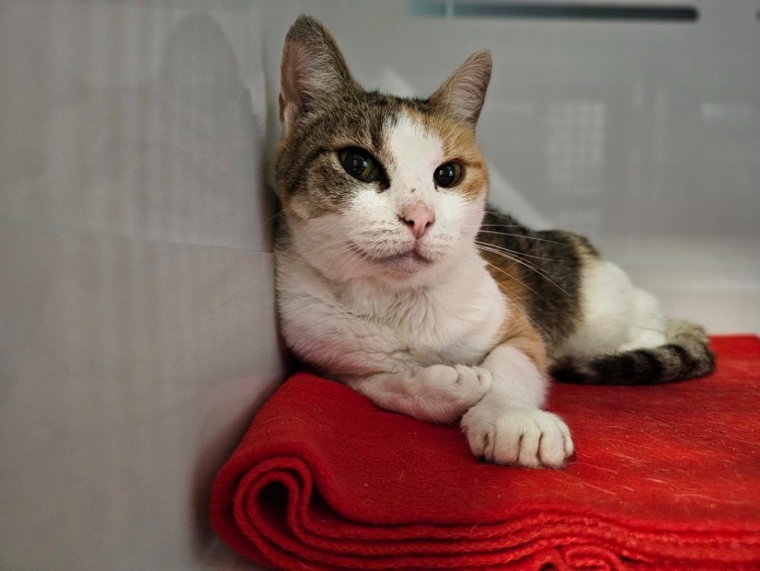 Keyla - Chat Européen à adopter