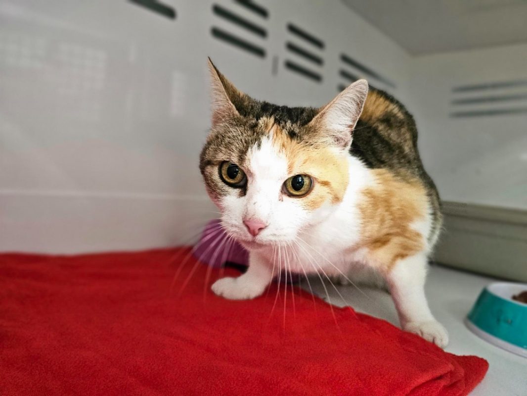 Keyla - Chat Européen à adopter - photo 2