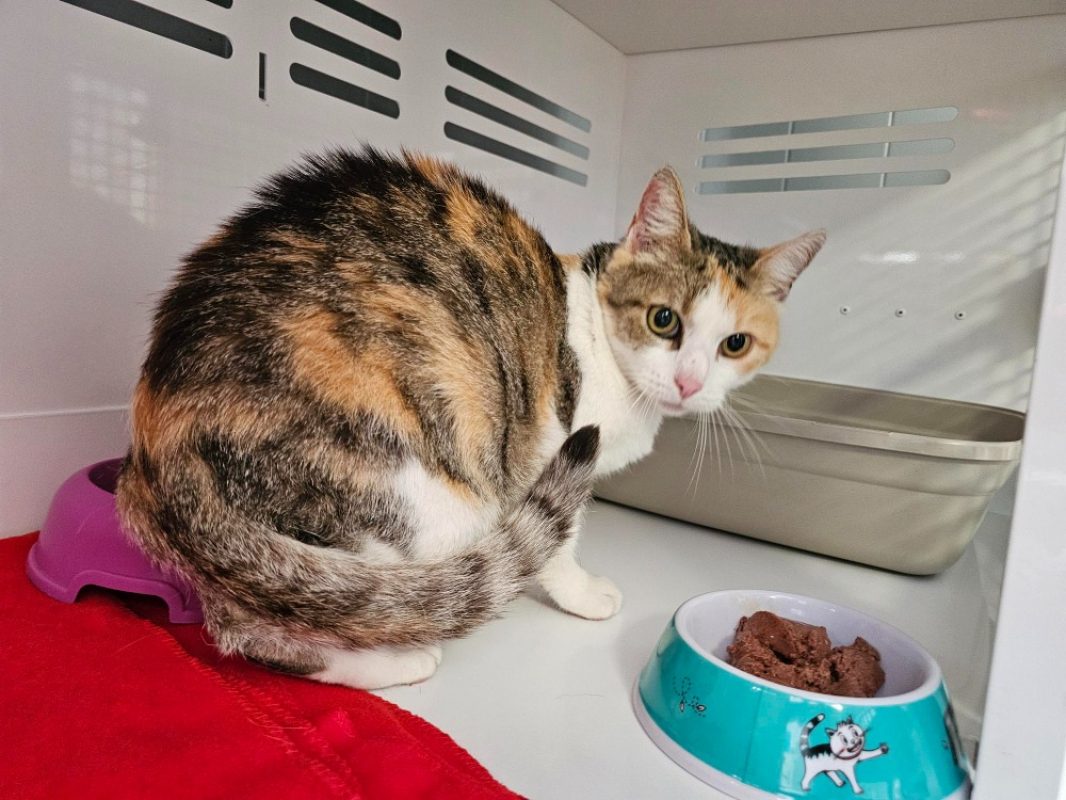 Keyla - Chat Européen à adopter - photo 3